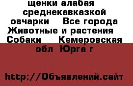 щенки алабая ( среднекавказкой овчарки) - Все города Животные и растения » Собаки   . Кемеровская обл.,Юрга г.